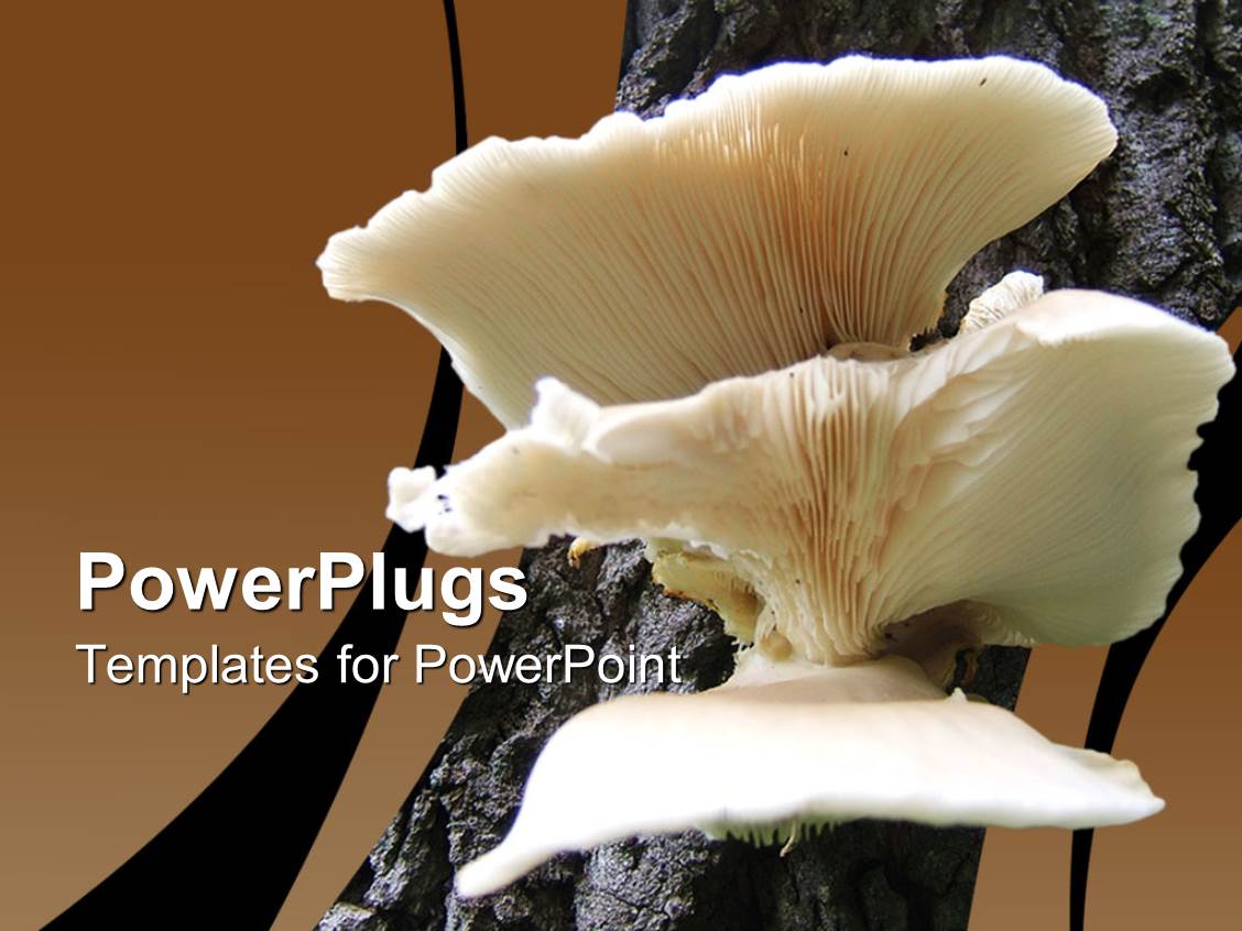PowerPoint Template A Close Look of Mushroom (20901)
