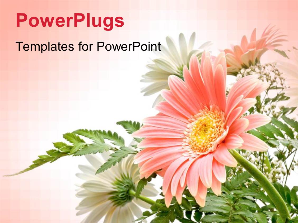 powerpoint template elegant composition of gerbera powerpoint flower template