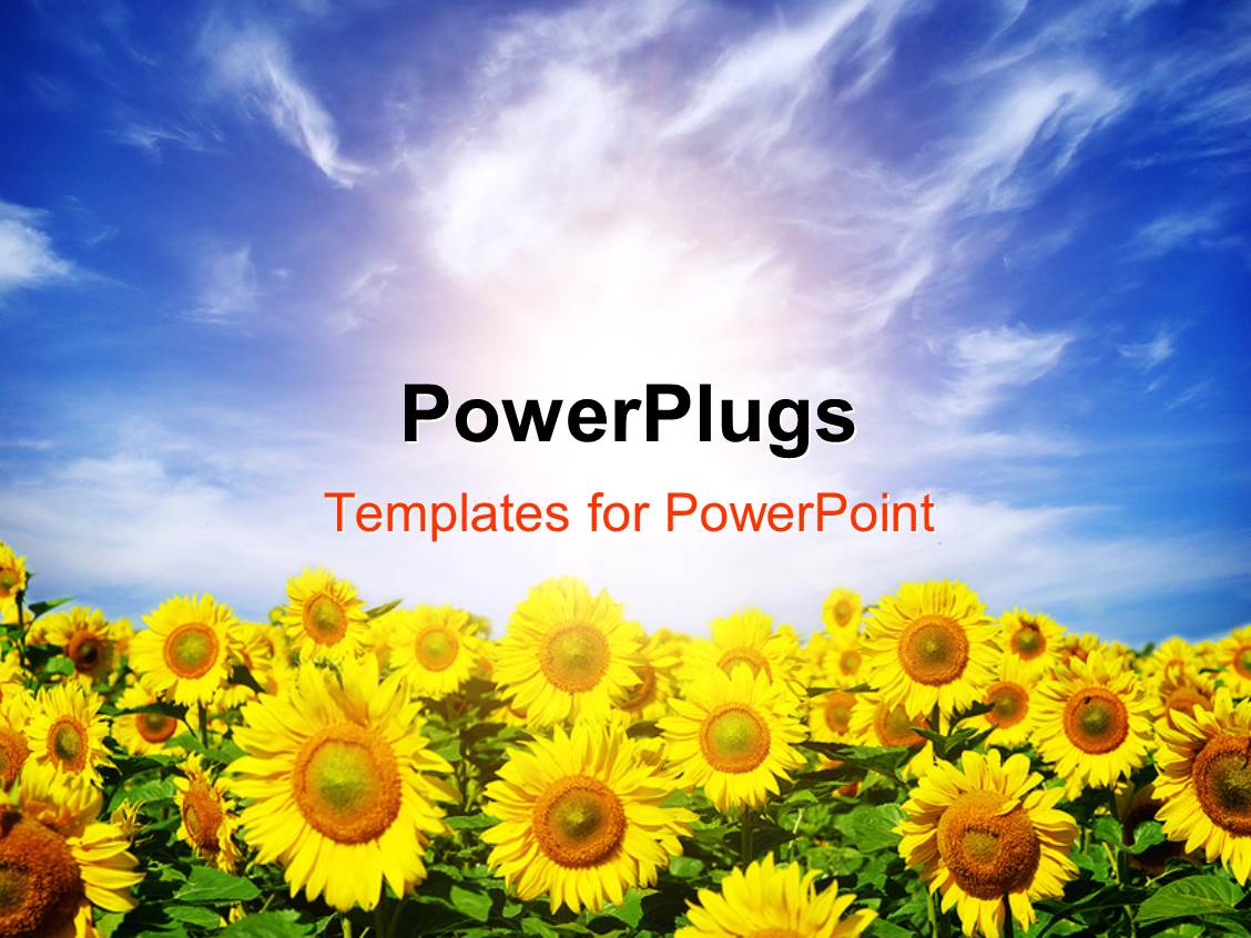PowerPoint Template a field of sunflowers with sky in the background