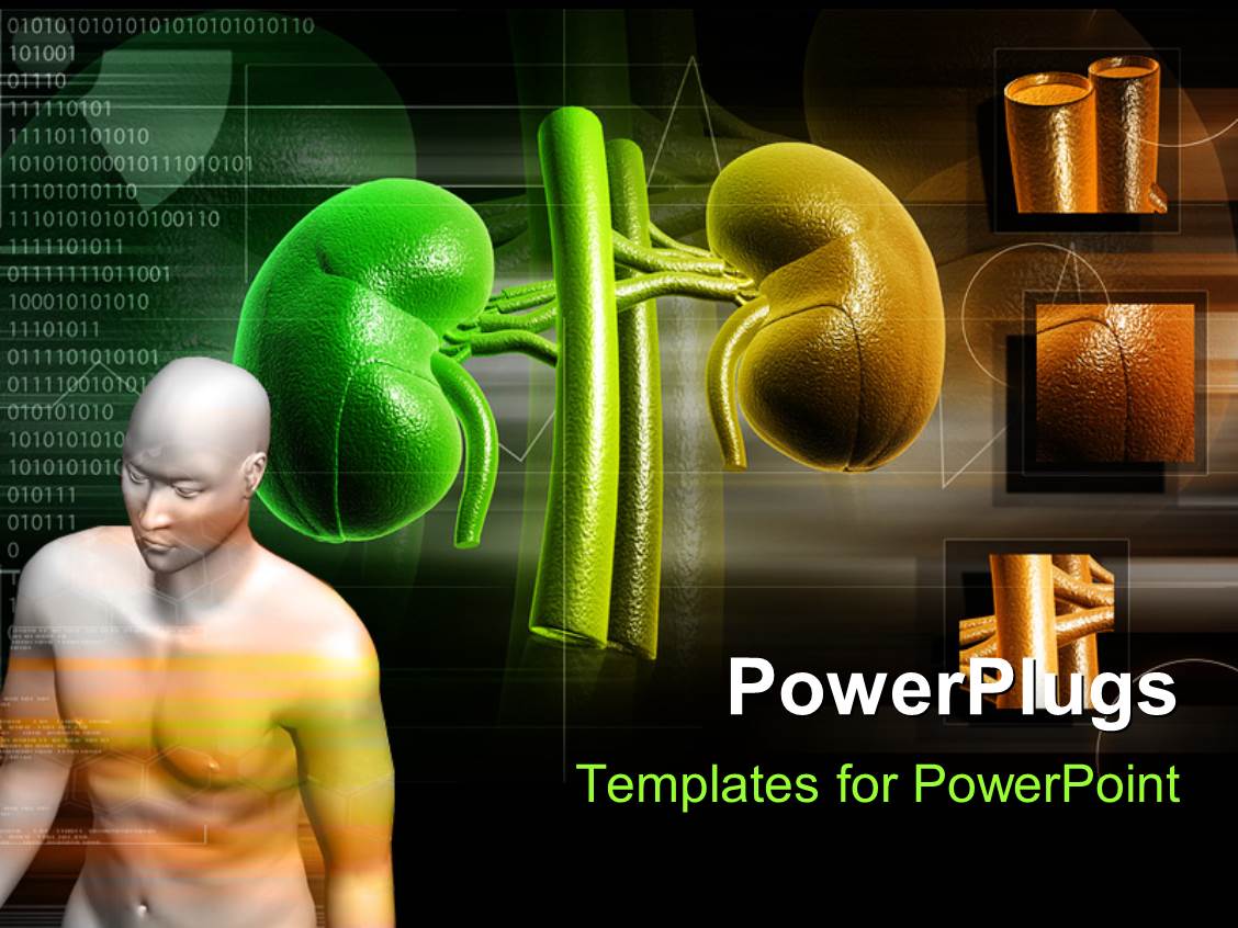 kidney powerpoint templates | crystalgraphics kidney powerpoint templates | crystalgraphics, Powerpoint templates