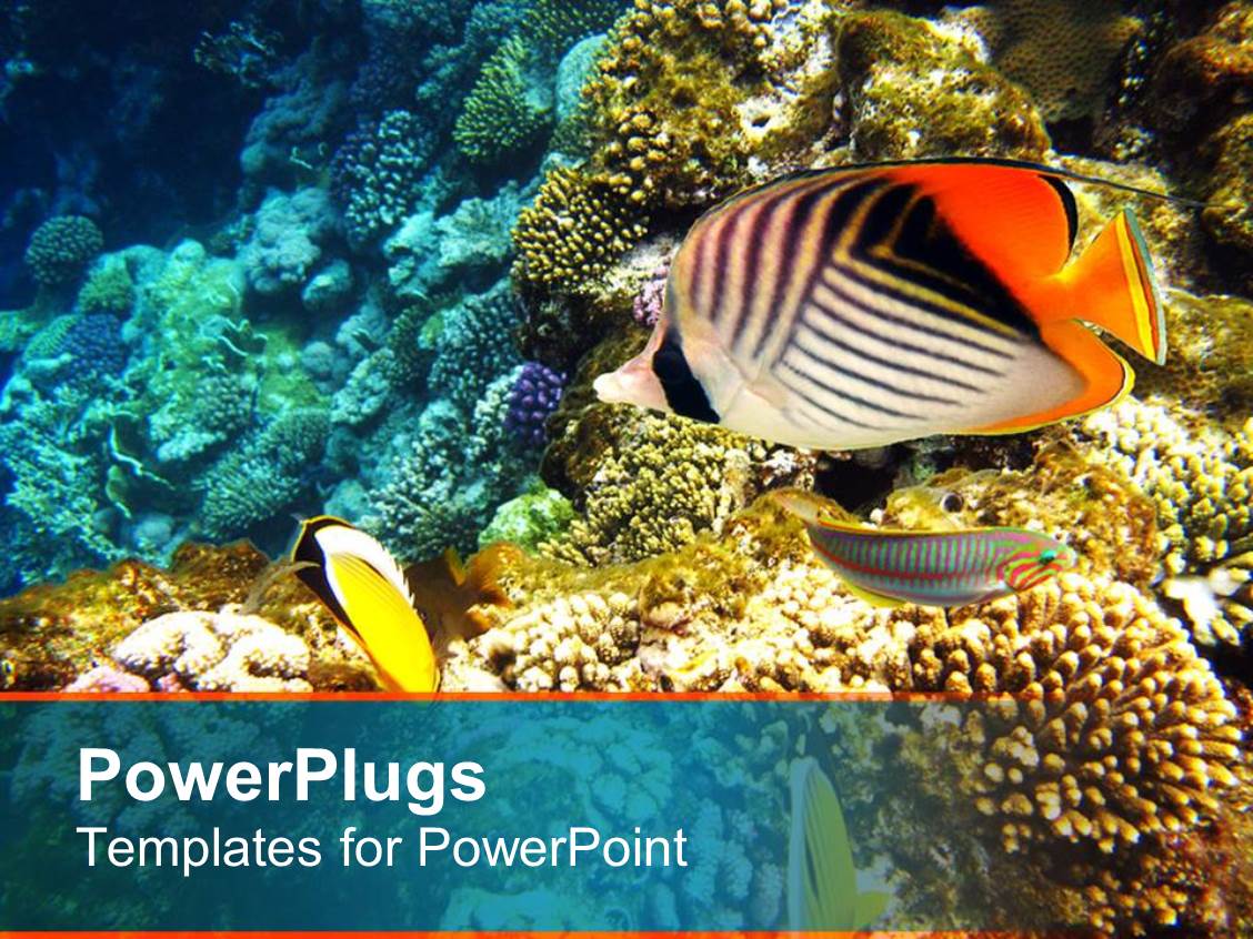 Powerpoint Template A Number Of Colorful Fish With Coral Reef In The Background 12367 Coral Reef Powerpoint Template Free