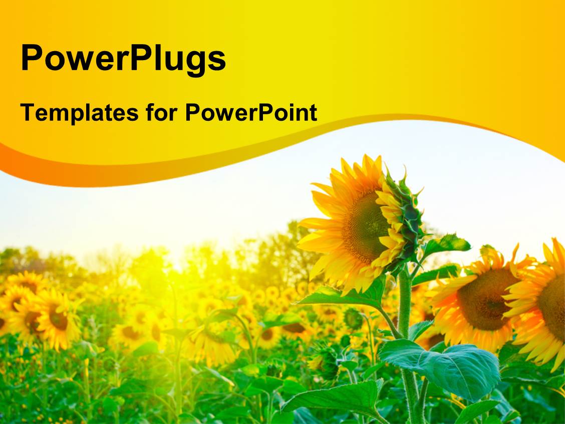 Powerpoint Template A Number Of Sunflowers With A White Background 28112 Sunflower Powerpoint Template